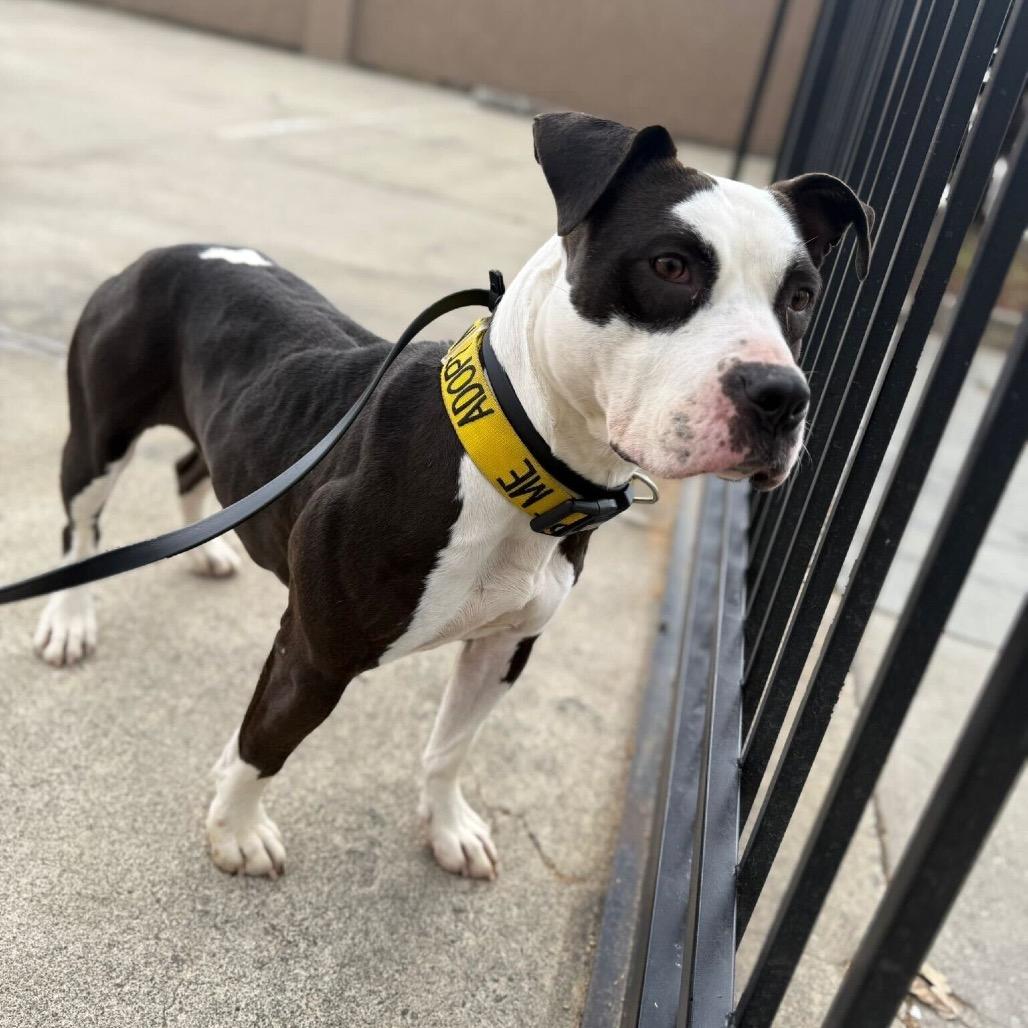Missy, a Adoptable Pit Bull Terrier in Turlock, CA image 4/6