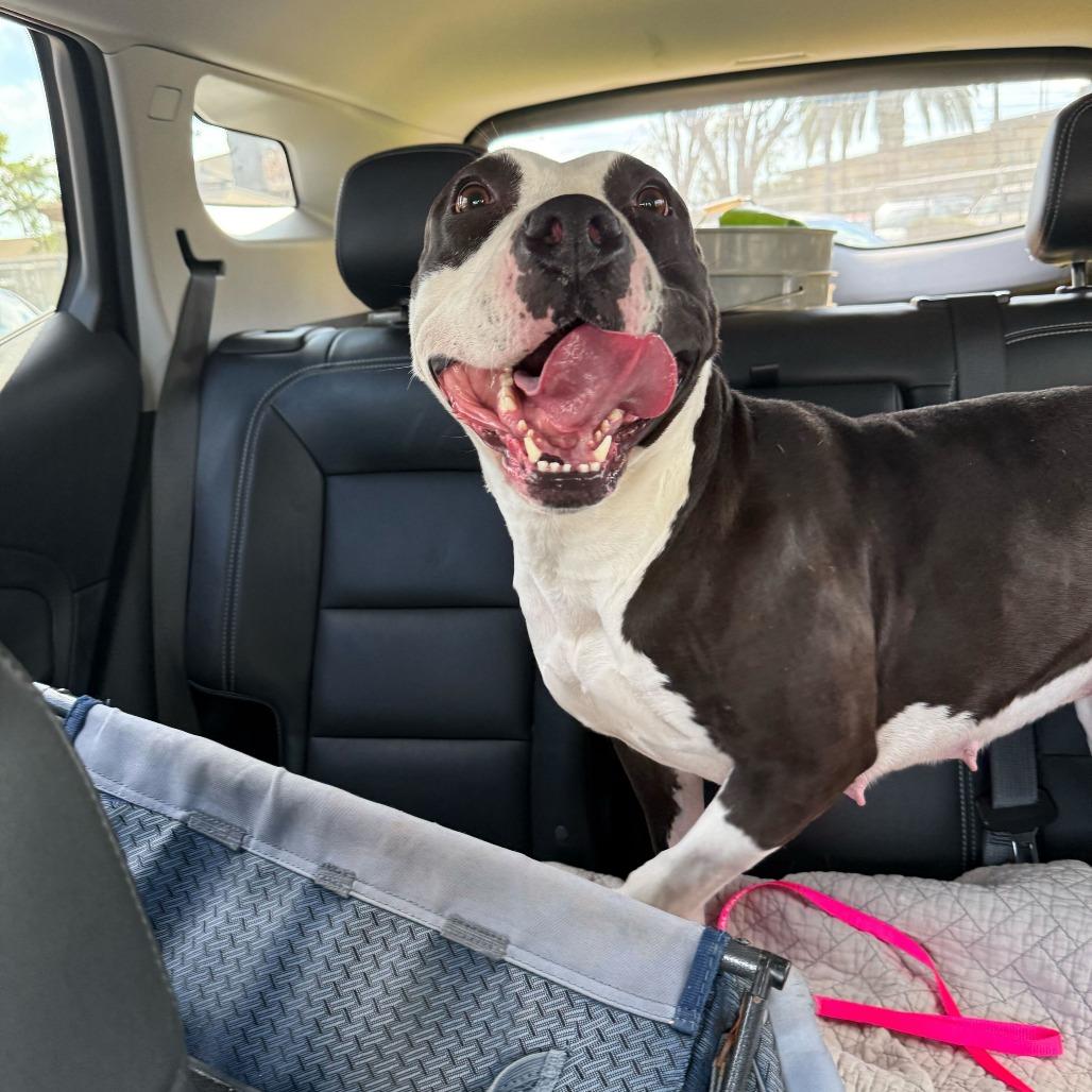 Missy, a Adoptable Pit Bull Terrier in Turlock, CA image 5/6
