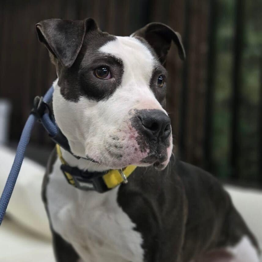 Missy, a Adoptable Pit Bull Terrier in Turlock, CA image 6/6