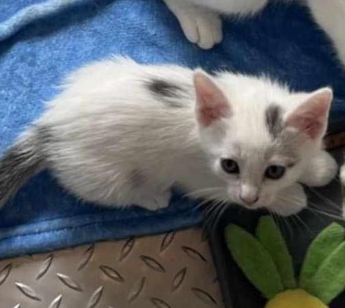 Enlarge Spark, a Adopted Domestic Short Hair in Springfield, IL image 4/4