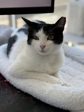 Mama Moo, Adoptable, Adult Female Domestic Short Hair & Tuxedo.