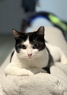 Enlarge Mama Moo, a Adoptable mixed breed in San Francisco, CA image 2/6