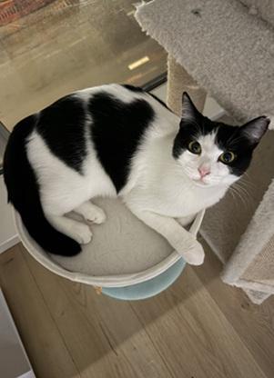 Enlarge Mama Moo, a Adoptable mixed breed in San Francisco, CA image 3/6