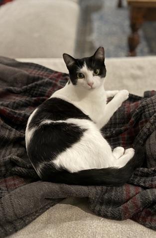 Enlarge Mama Moo, a Adoptable mixed breed in San Francisco, CA image 4/6