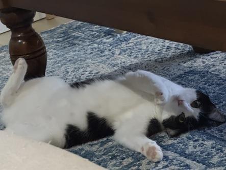 Enlarge Mama Moo, a Adoptable mixed breed in San Francisco, CA image 5/6