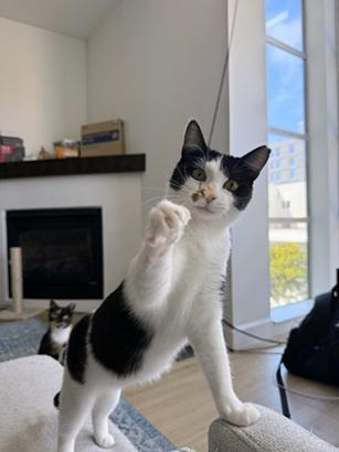 Enlarge Mama Moo, a Adoptable mixed breed in San Francisco, CA image 6/6