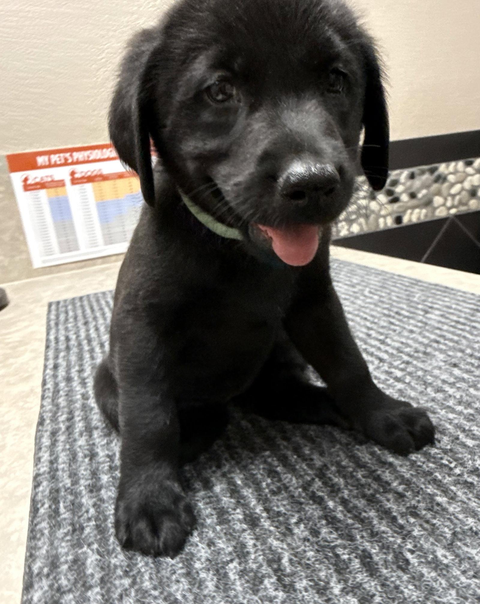 Enlarge Puppy 7 - Turquoise, a Adoptable mixed breed in Denton, TX image 3/3