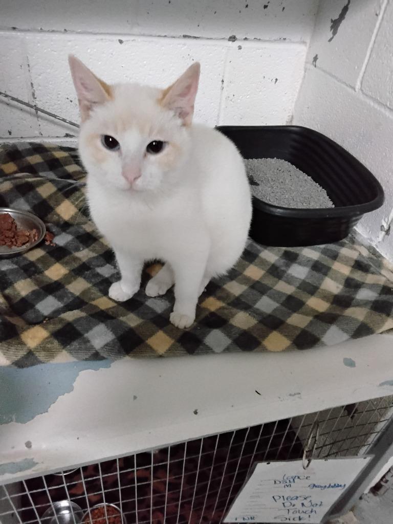 Dirty Dan, a Adopted Siamese in Ada, OK image 1/2