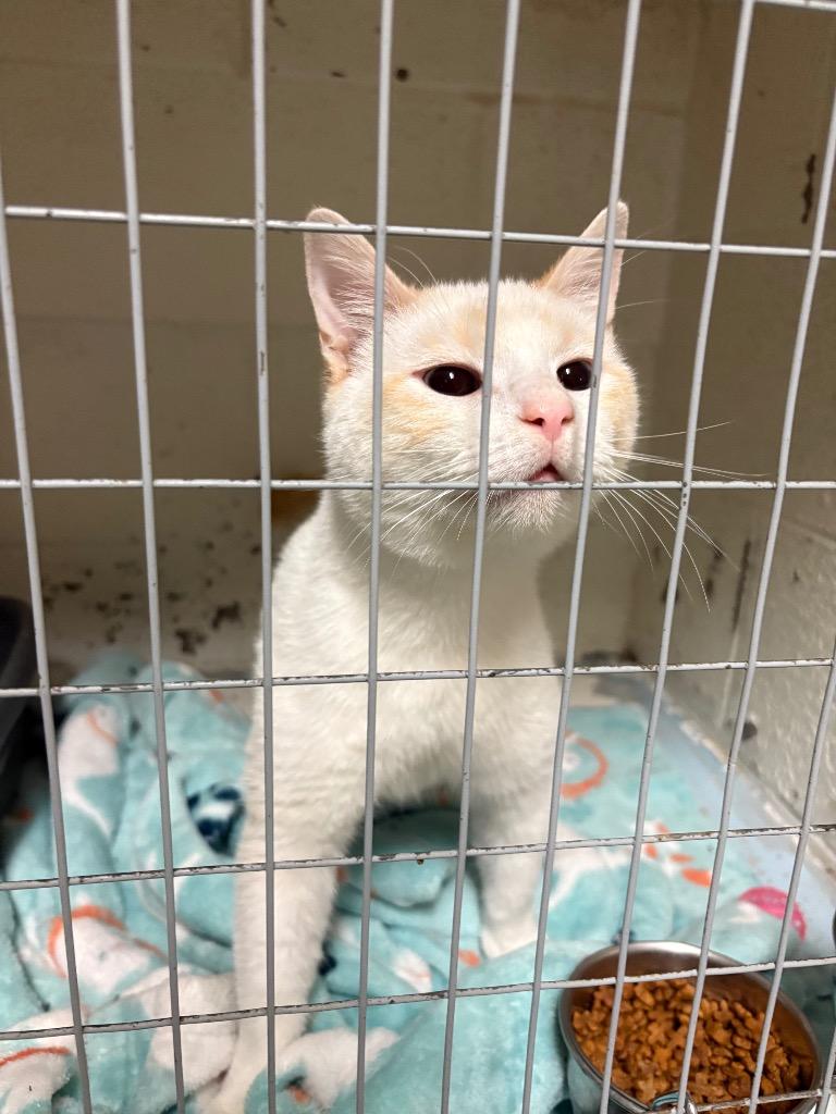 Dirty Dan, a Adopted Siamese in Ada, OK image 2/2