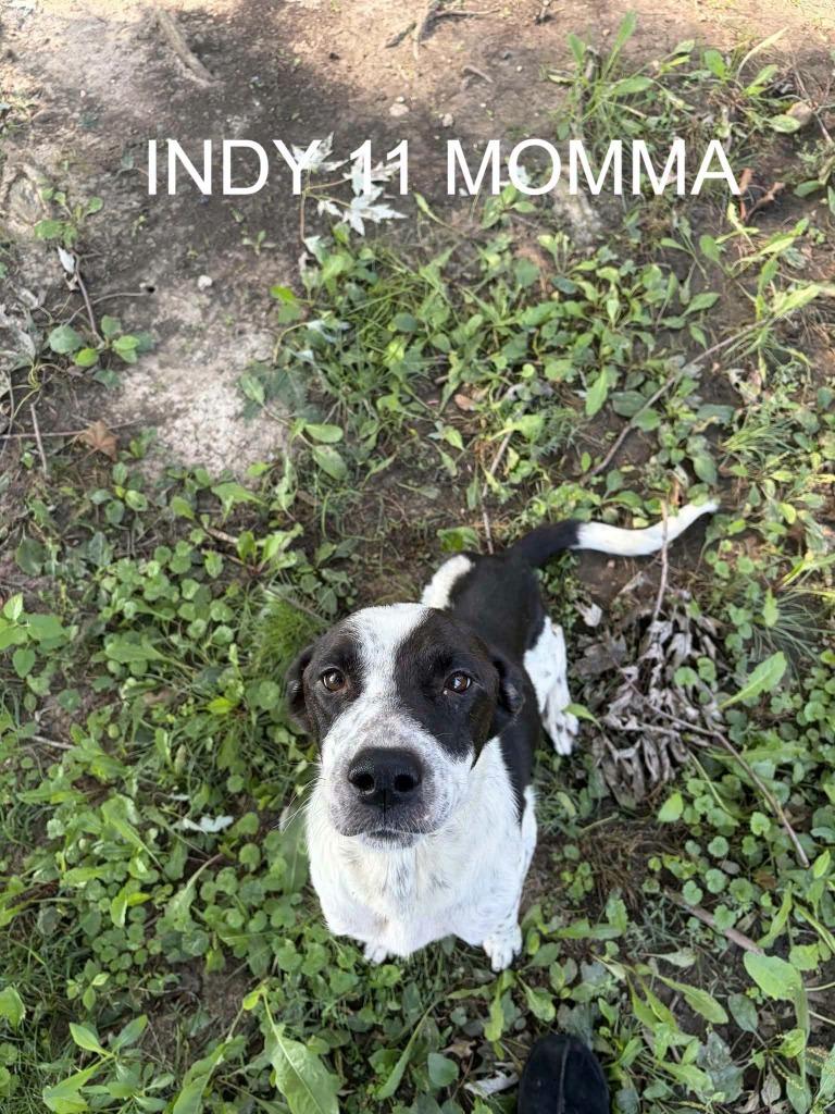 Val, Adoptable, Adult Female Border Collie & Labrador Retriever.