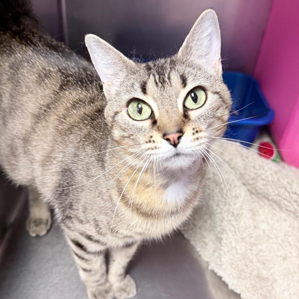 Kail, Adoptable, Adult Female Domestic Short Hair.