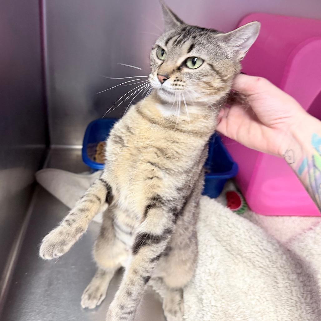 Kail, a Adoptable Domestic Short Hair in Titusville, FL image 2/6