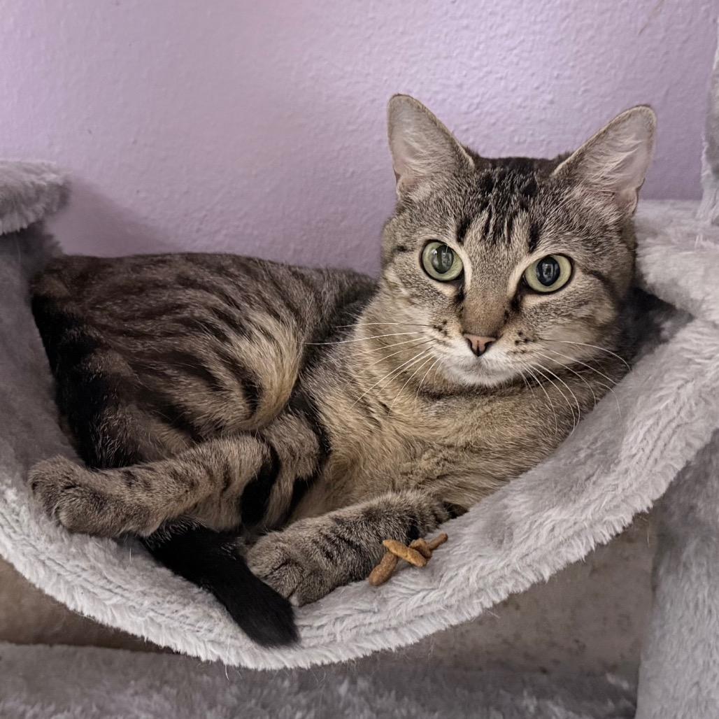Kail, a Adoptable Domestic Short Hair in Titusville, FL image 3/6