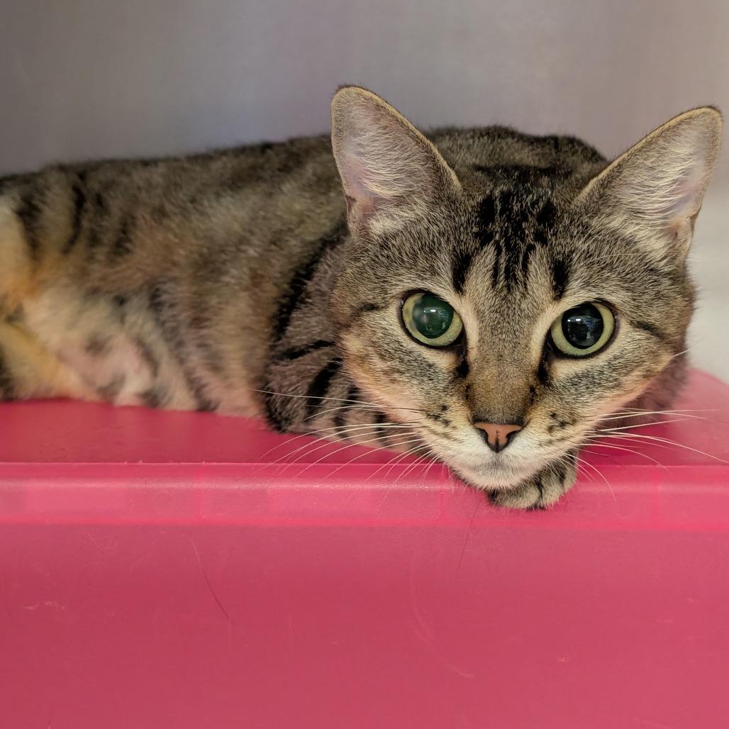 Kail, a Adoptable Domestic Short Hair in Titusville, FL image 4/6