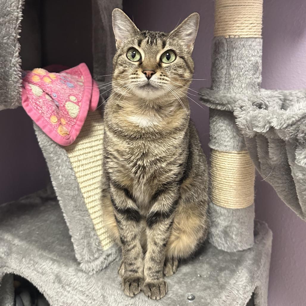 Kail, a Adoptable Domestic Short Hair in Titusville, FL image 5/6