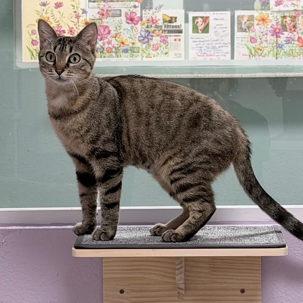 Kail, a Adoptable Domestic Short Hair in Titusville, FL image 6/6