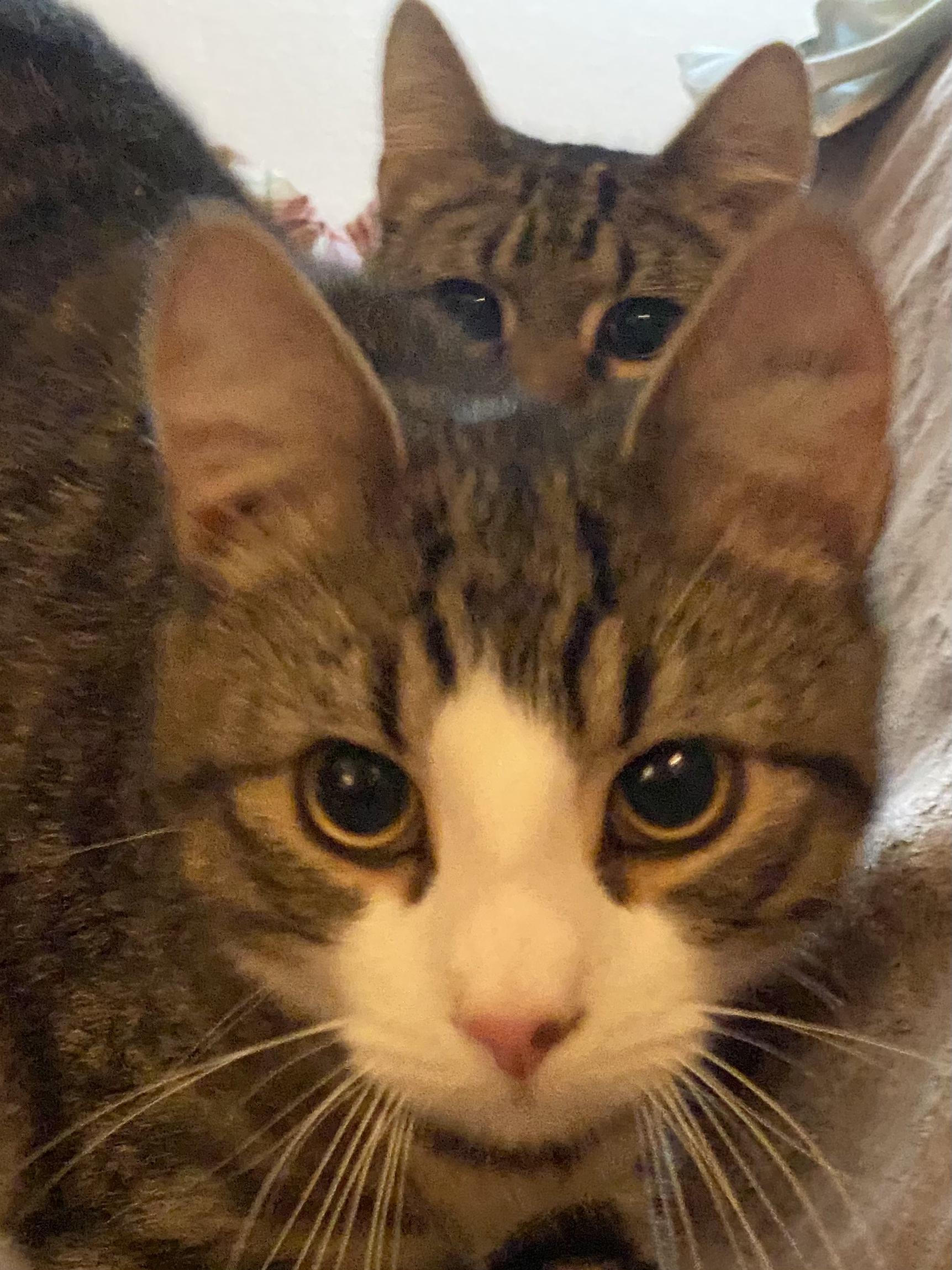 Enlarge 'LINCOLN & LONDON', a ADOPTABLE mixed breed in North East, MD image 3/4