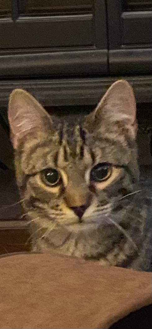 Enlarge 'LINCOLN & LONDON', a ADOPTABLE mixed breed in North East, MD image 2/4