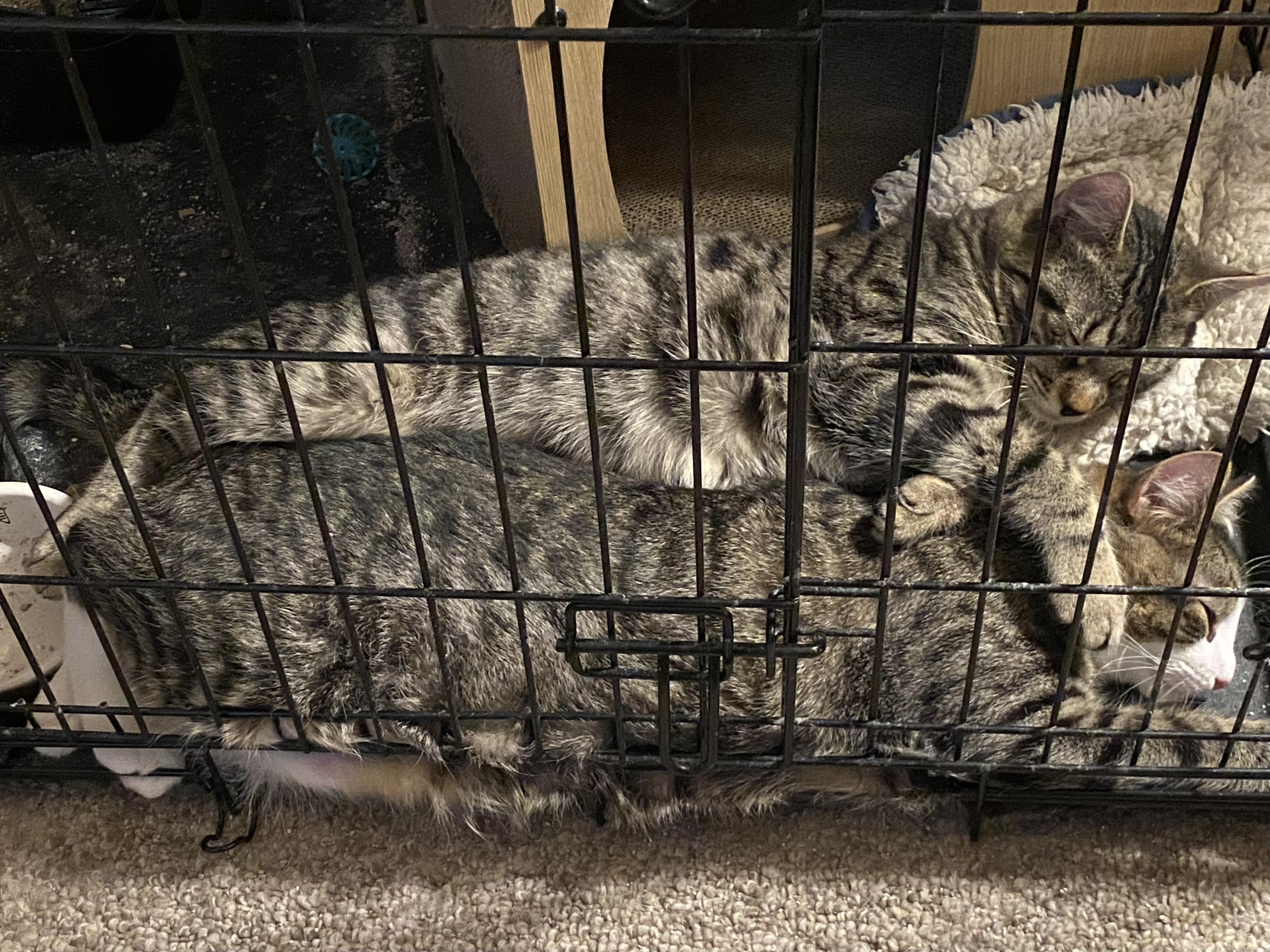 Enlarge 'LINCOLN & LONDON', a ADOPTABLE mixed breed in North East, MD image 4/4