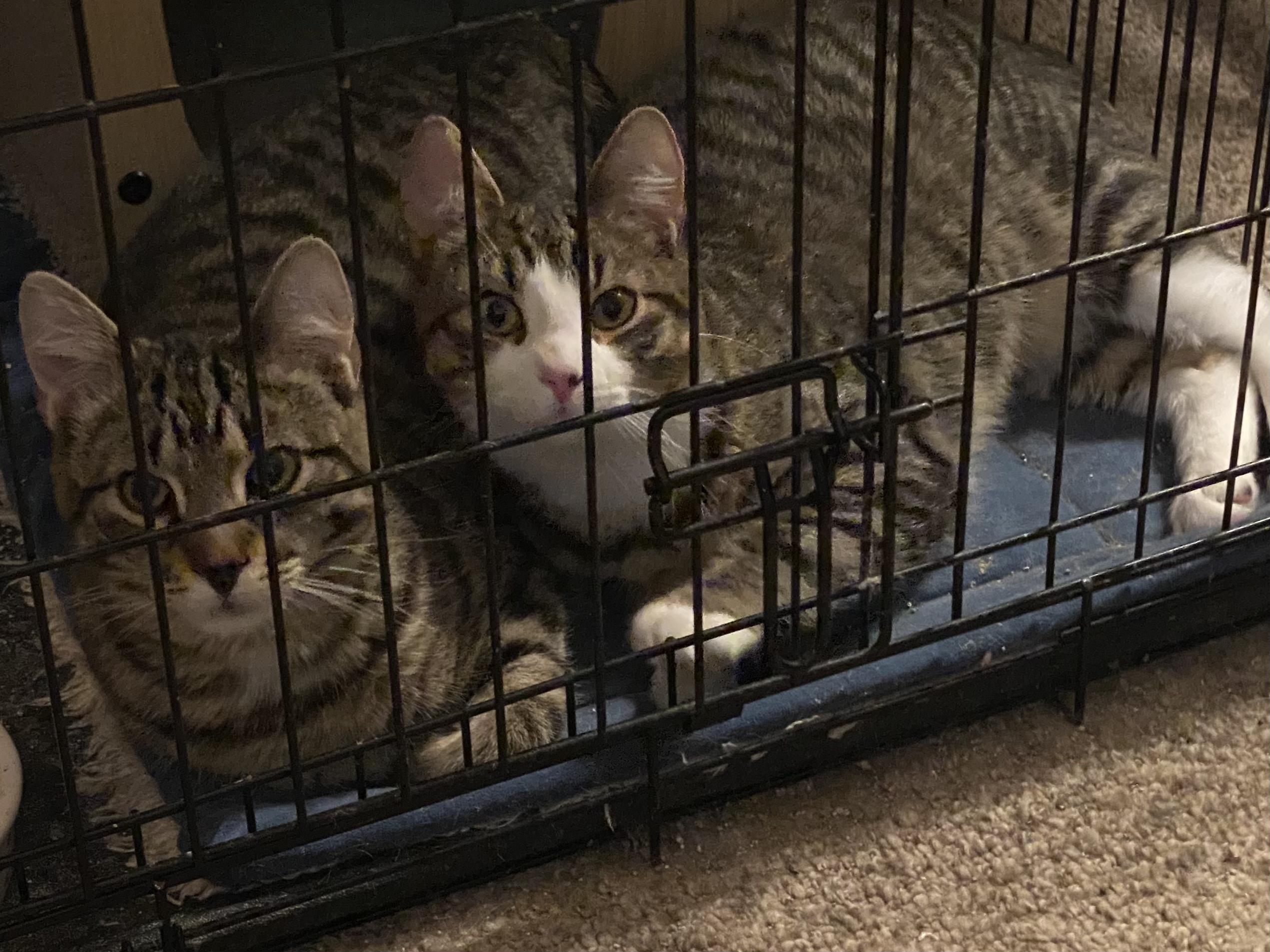 Enlarge 'LINCOLN & LONDON', a ADOPTABLE mixed breed in North East, MD image 1/4