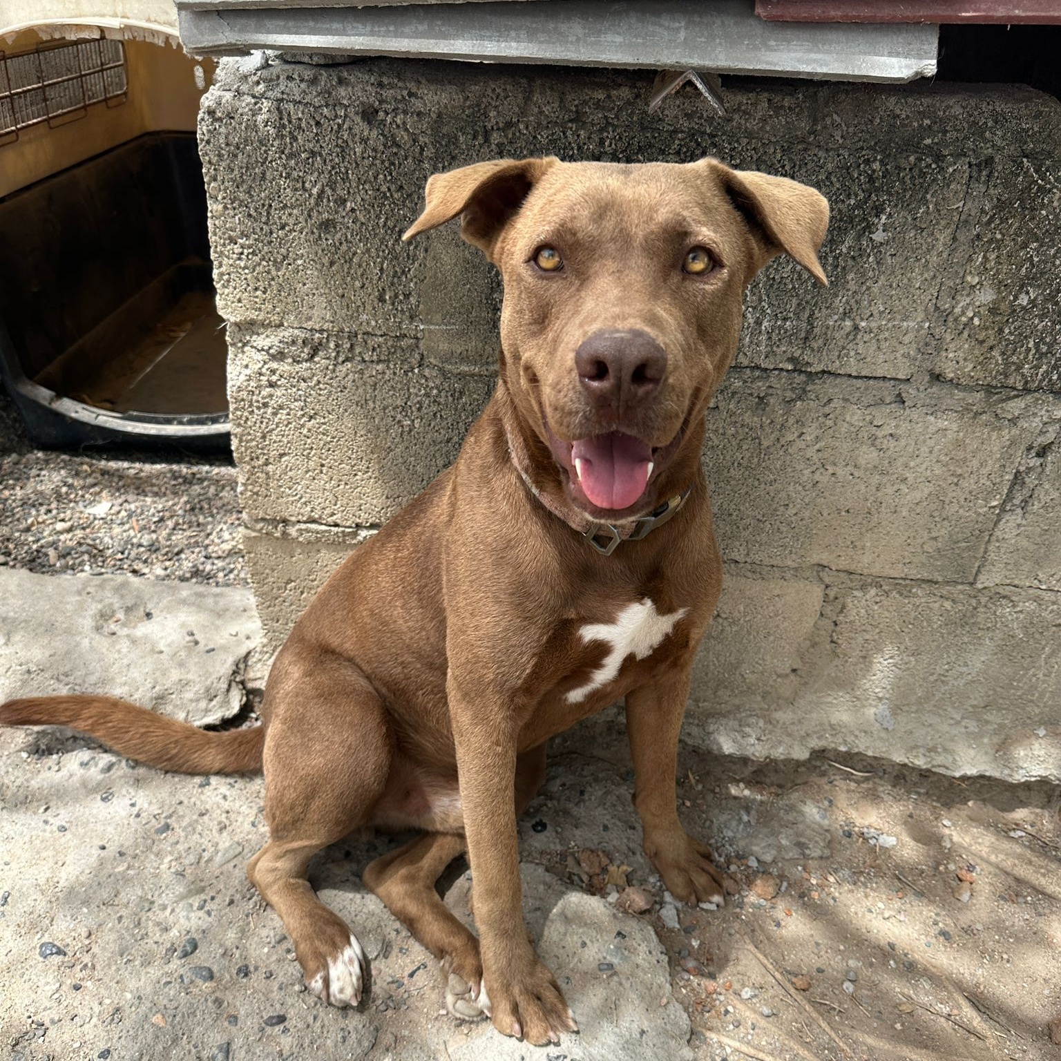 Dog for adoption Sarge, a Mixed Breed in Winnipeg, MB Petfinder