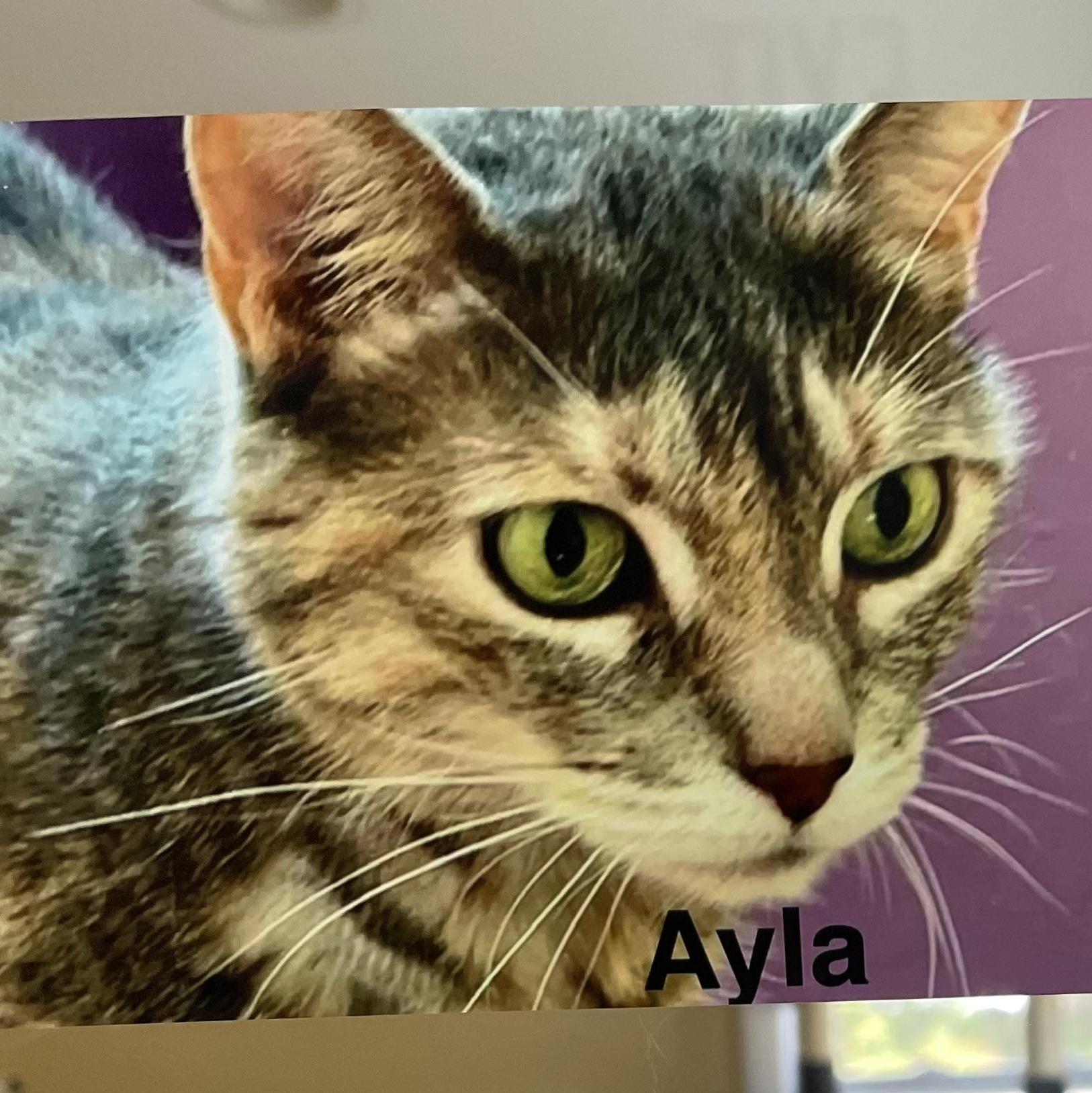Enlarge Ayla, a Adoptable Domestic Short Hair in Wells, ME image 2/4