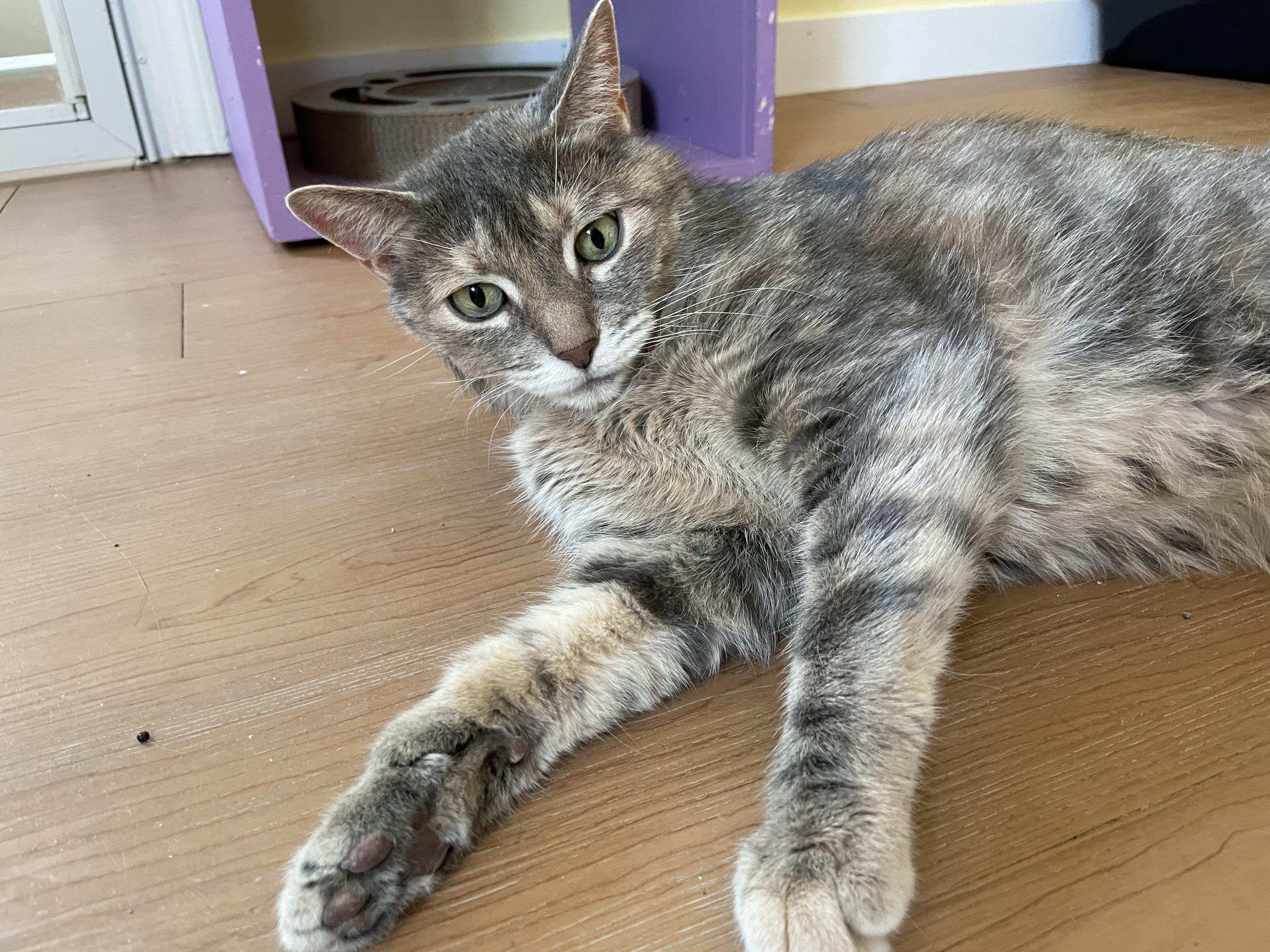 Enlarge Ayla, a Adoptable Domestic Short Hair in Wells, ME image 3/4