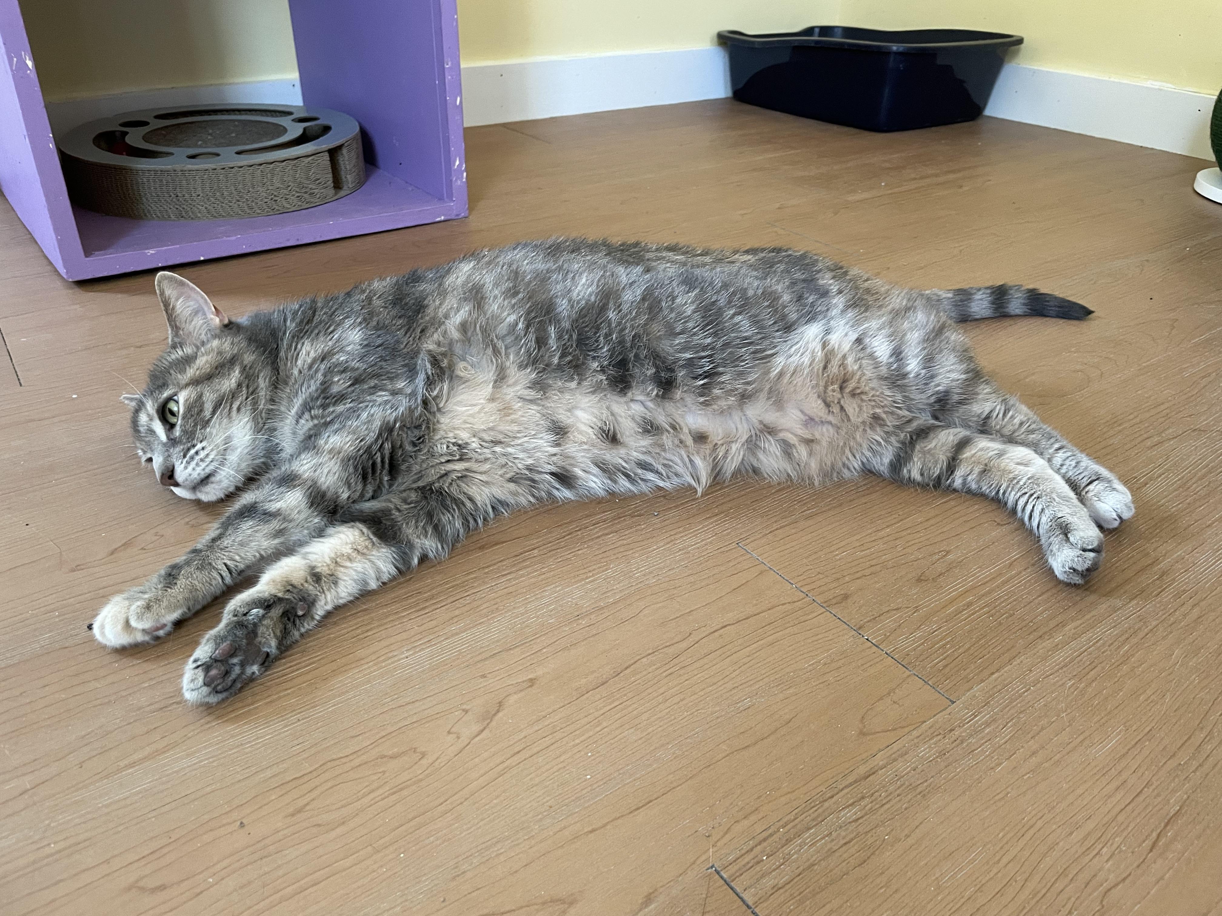 Enlarge Ayla, a Adoptable Domestic Short Hair in Wells, ME image 4/4