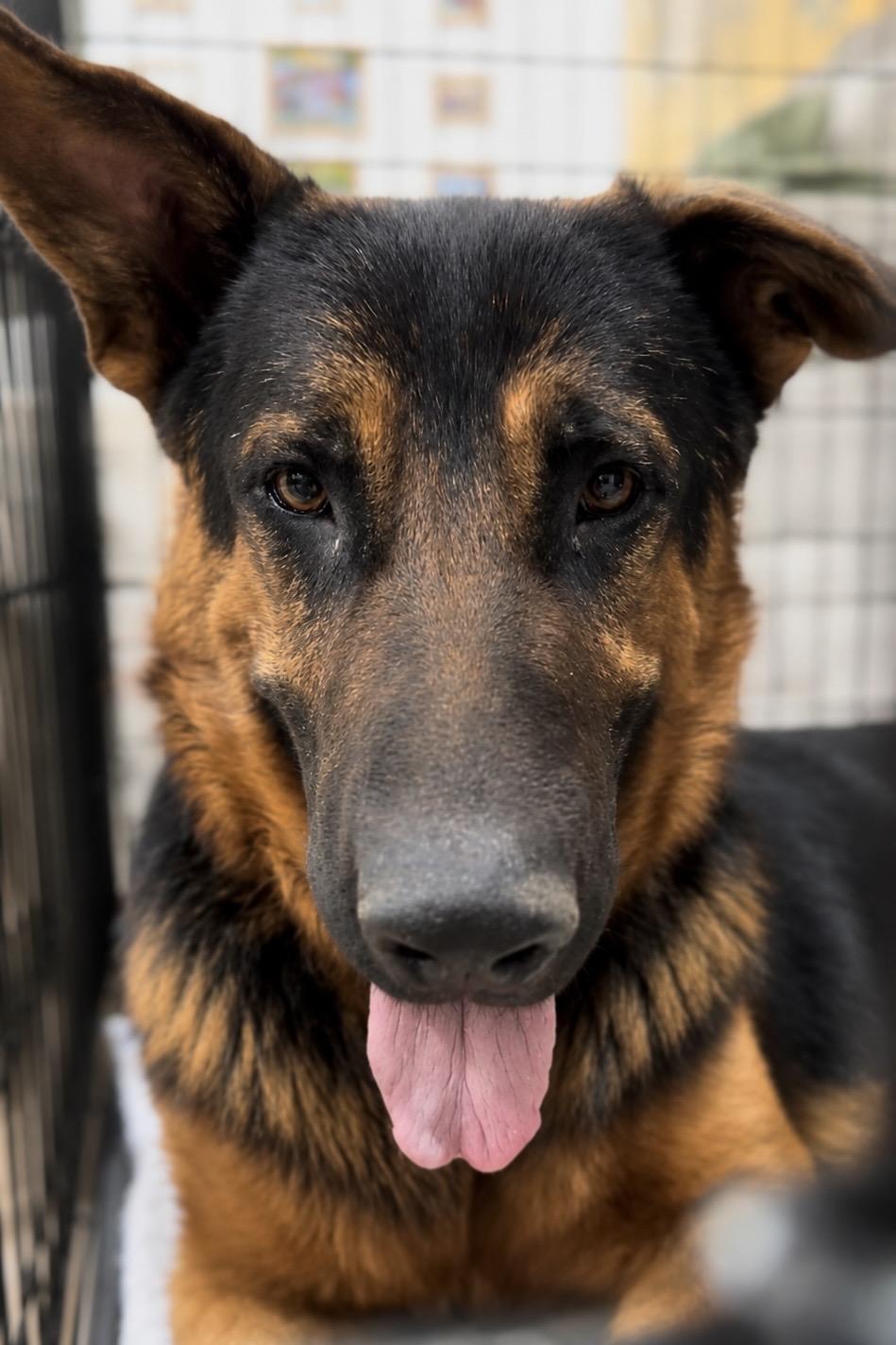 Enlarge Cedar, a Adoptable mixed breed in Palm desert, CA image 2/3