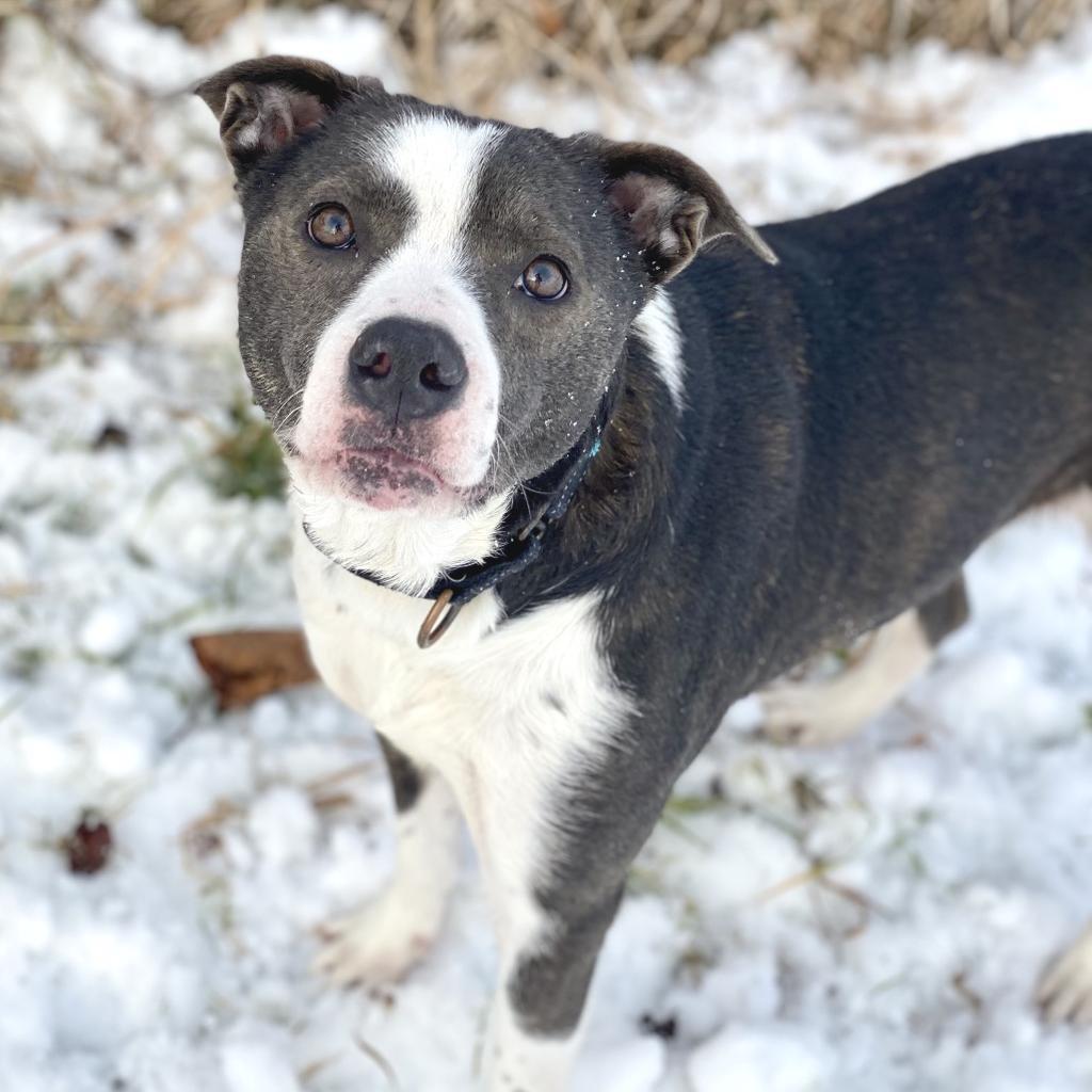 Sylvie, Adoptable, Adult Female Shepherd & Mixed Breed.