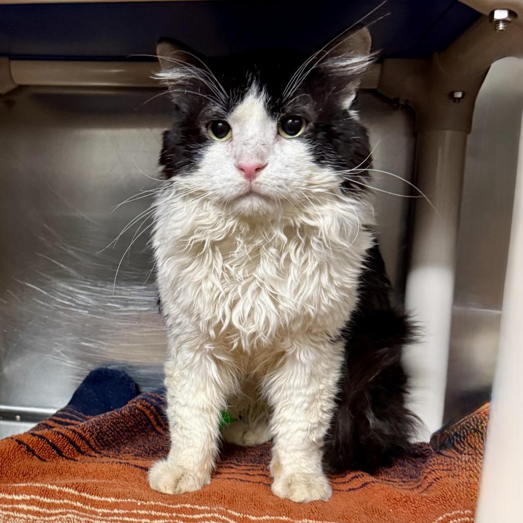 Smart Man, Adoptable, Young Male Domestic Medium Hair.