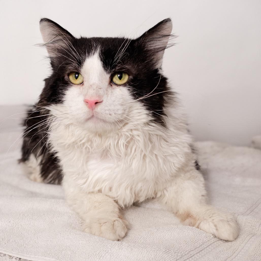 Enlarge Smart Man, a Adoptable Domestic Medium Hair in Riverside, CA image 2/2