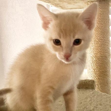 Enlarge Macchiato, a Adoptable Domestic Short Hair in Los Angeles, CA image 1/1