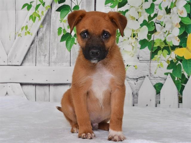 MARK, Adoptable, Puppy Male Catahoula Leopard Dog & Mixed Breed.