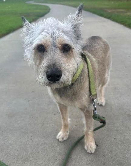 Enlarge Sweetie, a Adopted Terrier in San Diego, CA image 2/3
