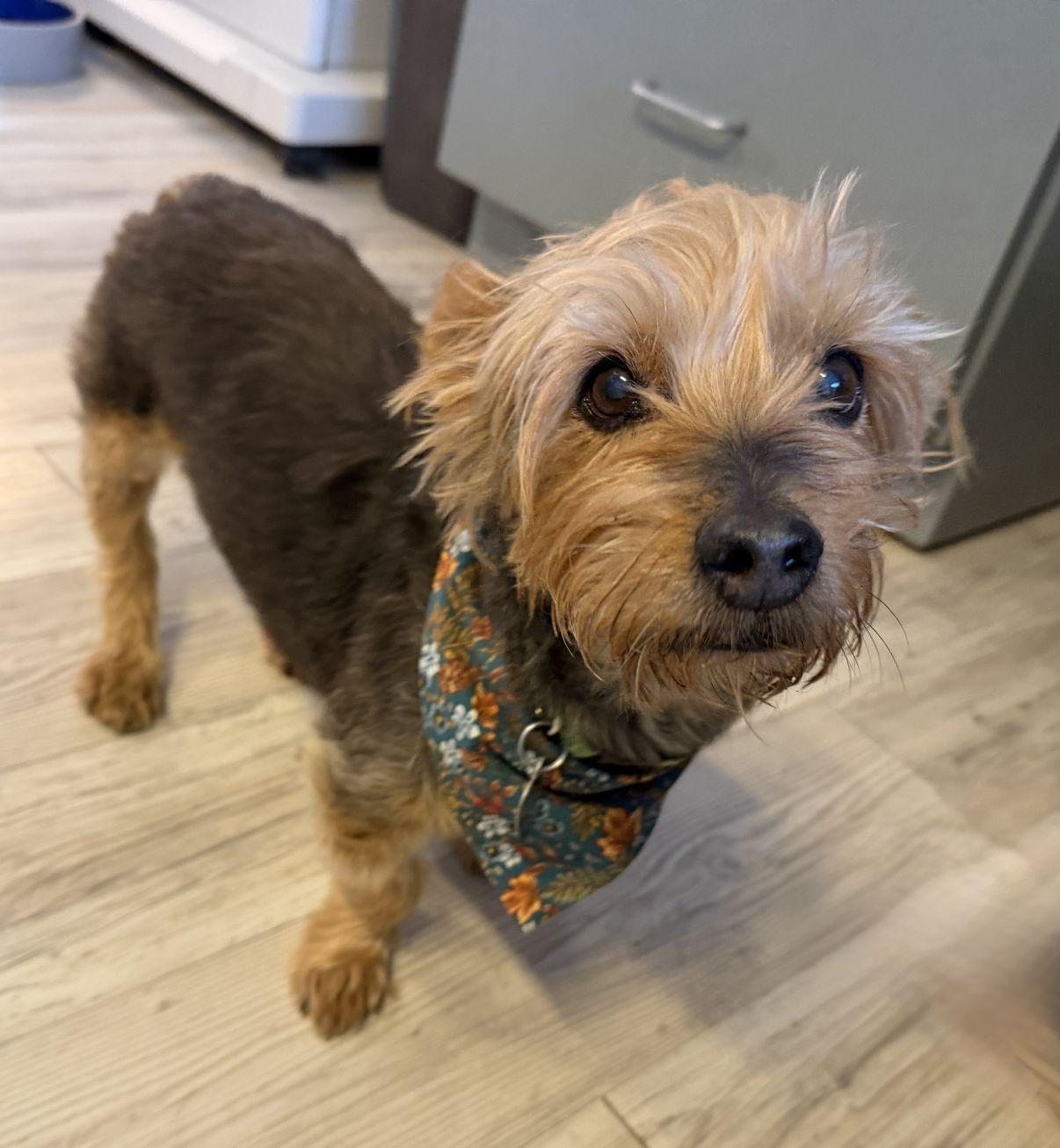 Milo, adoptable, Senior Male Yorkshire Terrier.