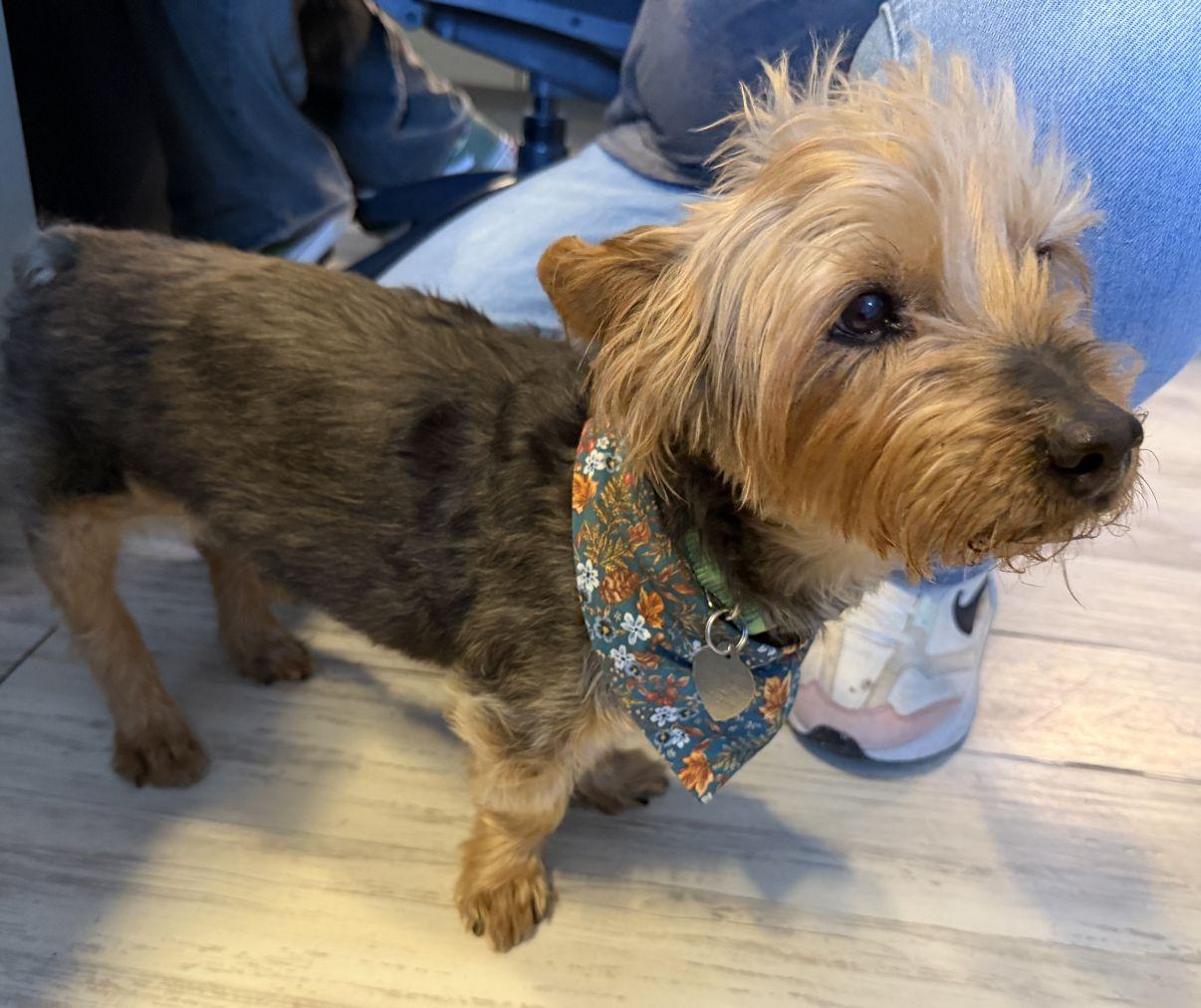 Enlarge Milo, an adoptable Yorkshire Terrier in El Paso, TX image 5/6