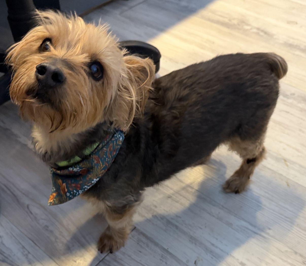 Enlarge Milo, an adoptable Yorkshire Terrier in El Paso, TX image 6/6