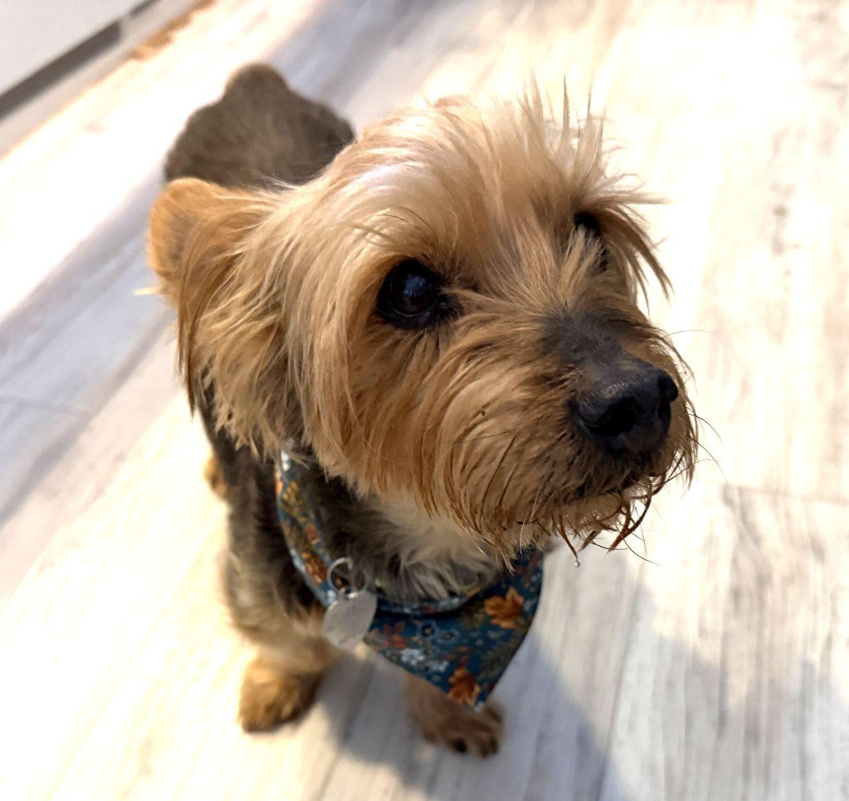 Enlarge Milo, an adoptable Yorkshire Terrier in El Paso, TX image 4/6