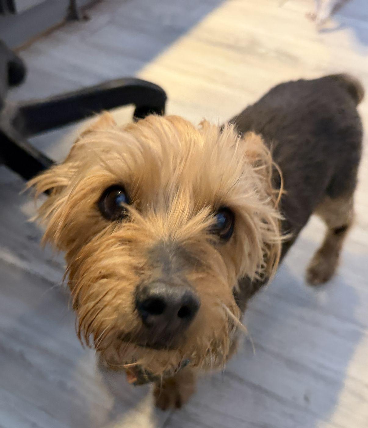 Enlarge Milo, an adoptable Yorkshire Terrier in El Paso, TX image 2/6