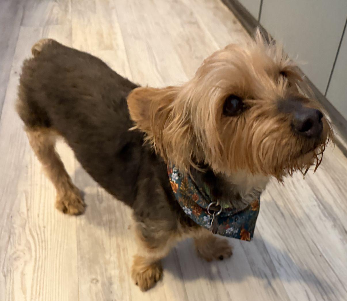 Enlarge Milo, an adoptable Yorkshire Terrier in El Paso, TX image 3/6