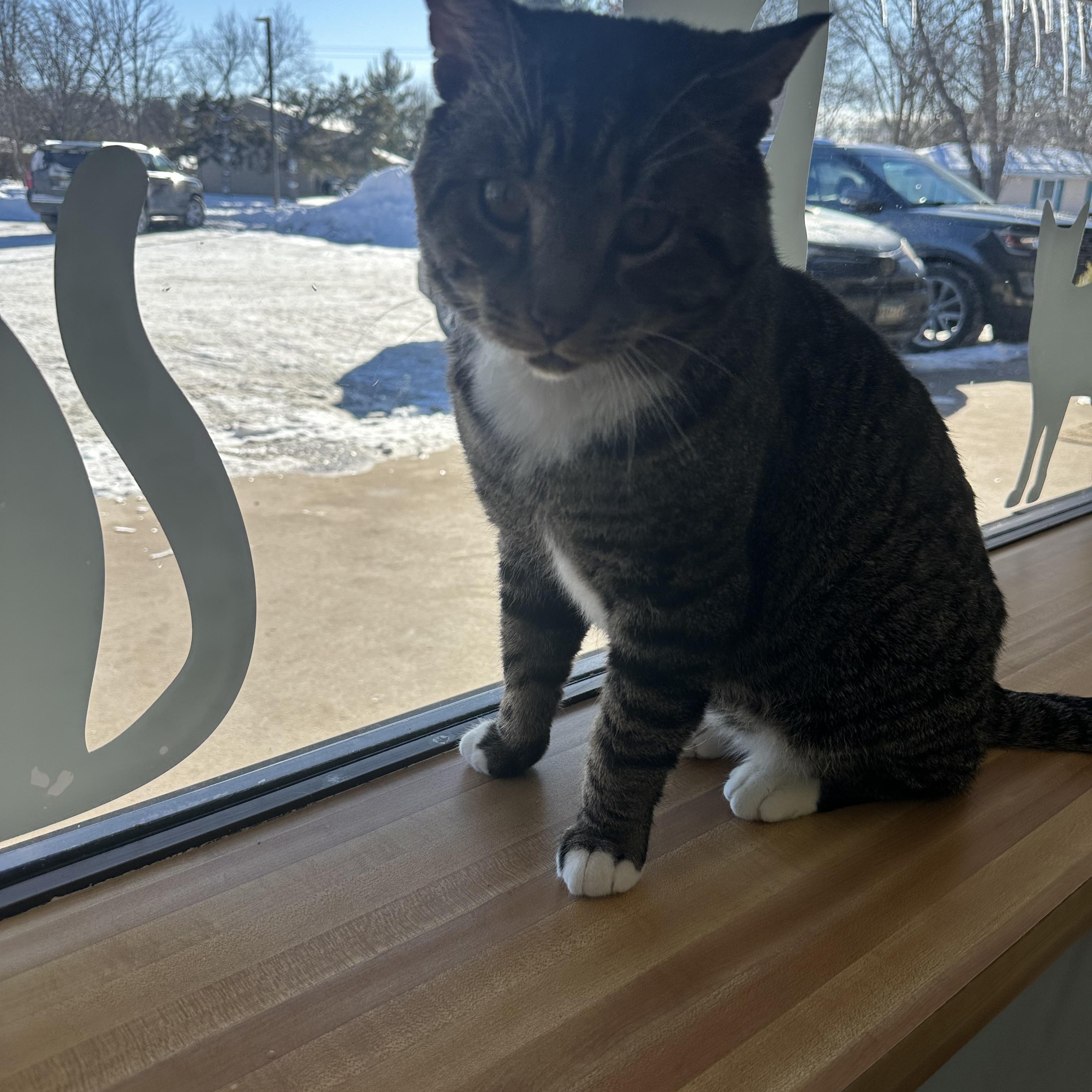 Alfonzo , a ADOPTABLE Tabby in Blaine , MN image 5/5