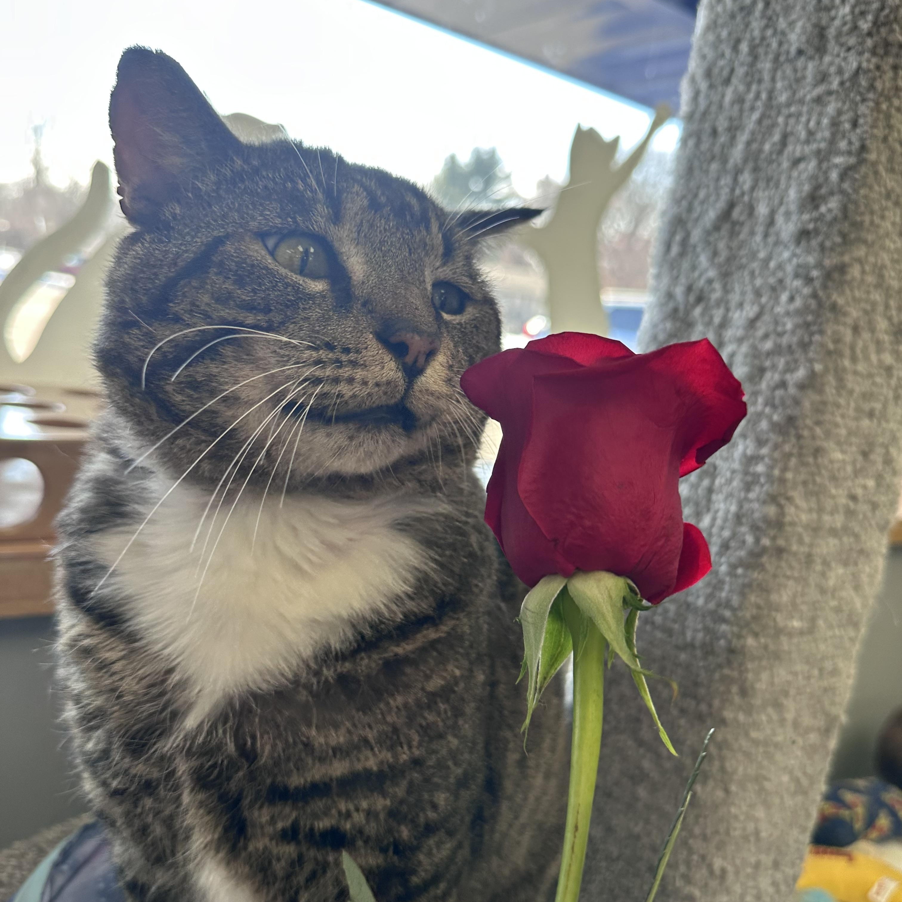 Alfonzo , a ADOPTABLE Tabby in Blaine , MN image 1/5