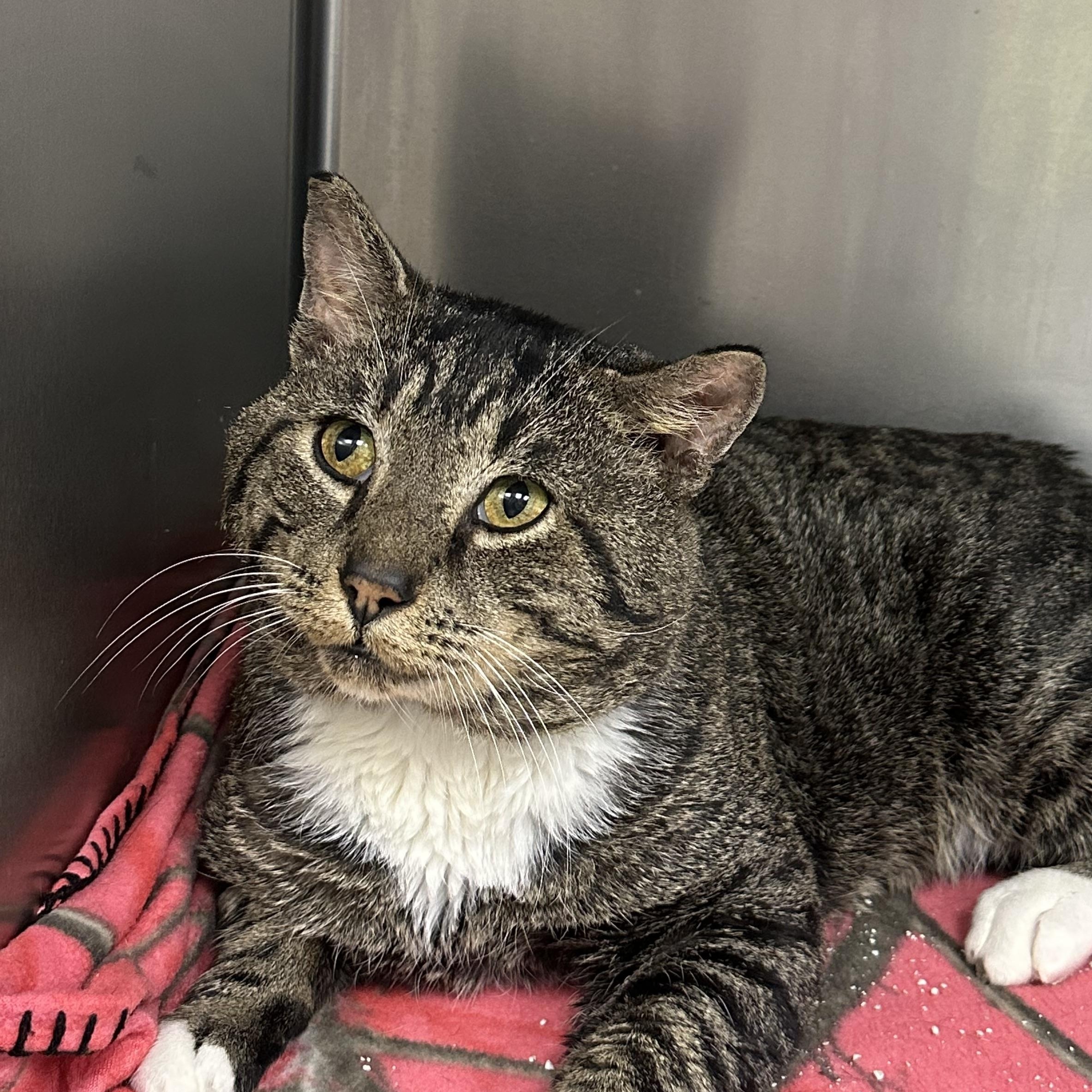 Alfonzo , a ADOPTABLE Tabby in Blaine , MN image 4/5
