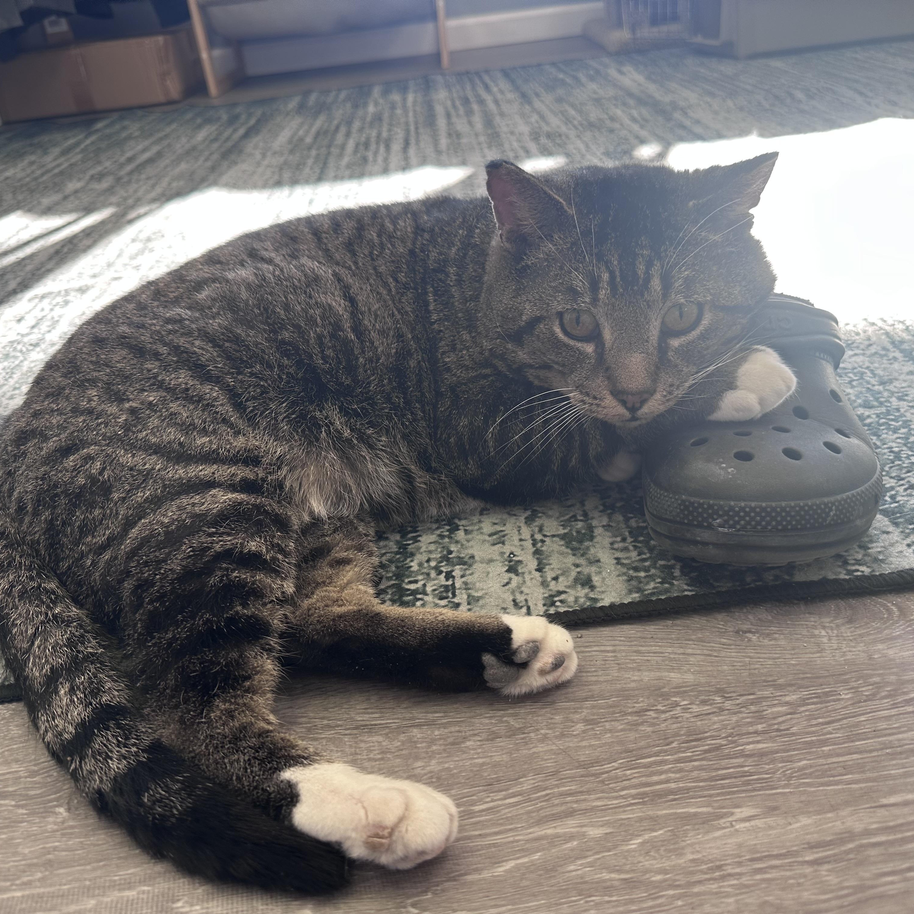 Alfonzo , ADOPTABLE, Adult Male Tabby.