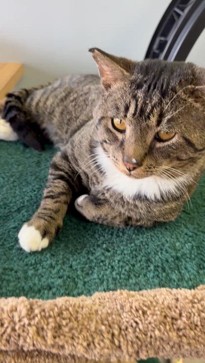 Enlarge Alfonzo , a ADOPTABLE Tabby in Blaine , MN video 2/5