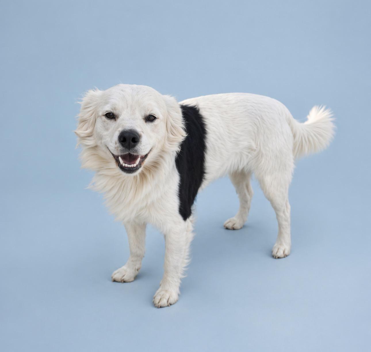Enlarge Bo, an adopted Border Collie in Rochester, TX image 1/1