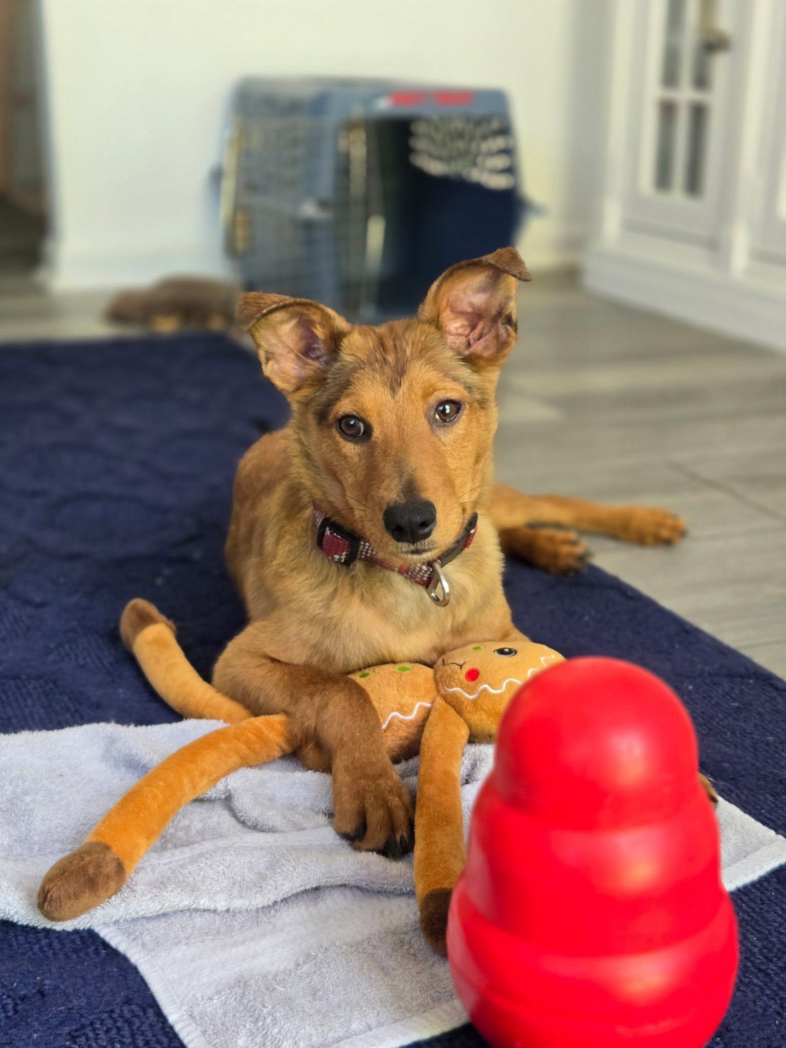 Enlarge Sammie, a ADOPTABLE mixed breed in Riverdale, NJ image 5/6