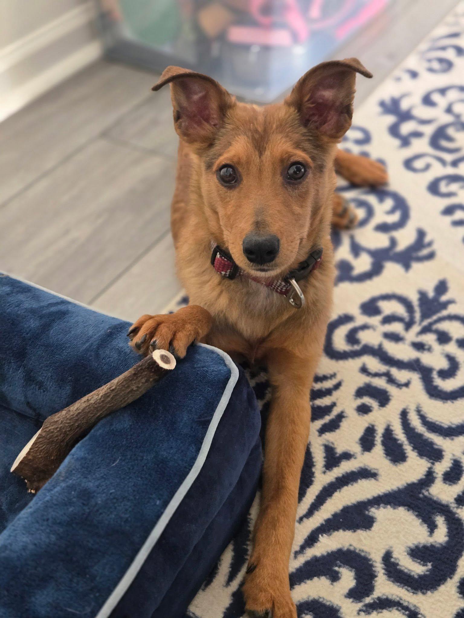 Sammie, ADOPTABLE, Young Male Collie.