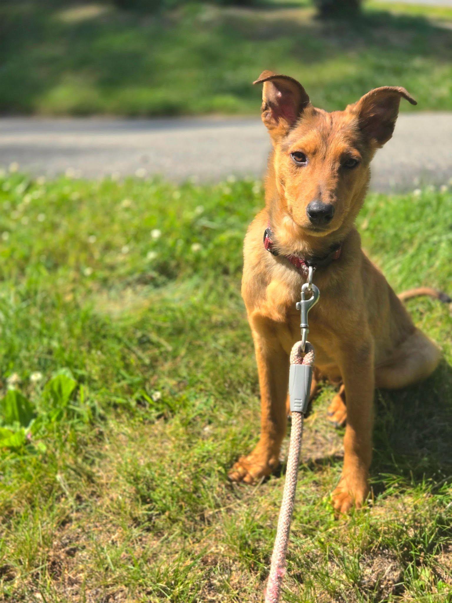 Enlarge Sammie, a ADOPTABLE mixed breed in Riverdale, NJ image 4/6
